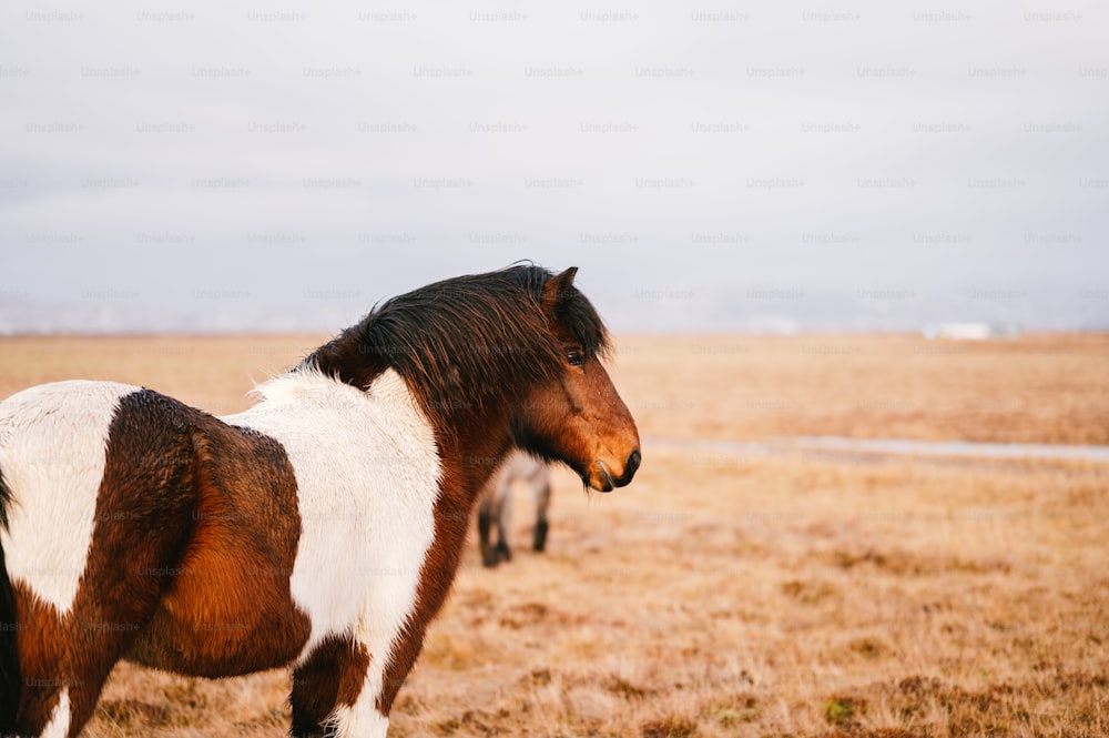 um cavalo marrom e branco em pé no topo de um campo de grama seca
