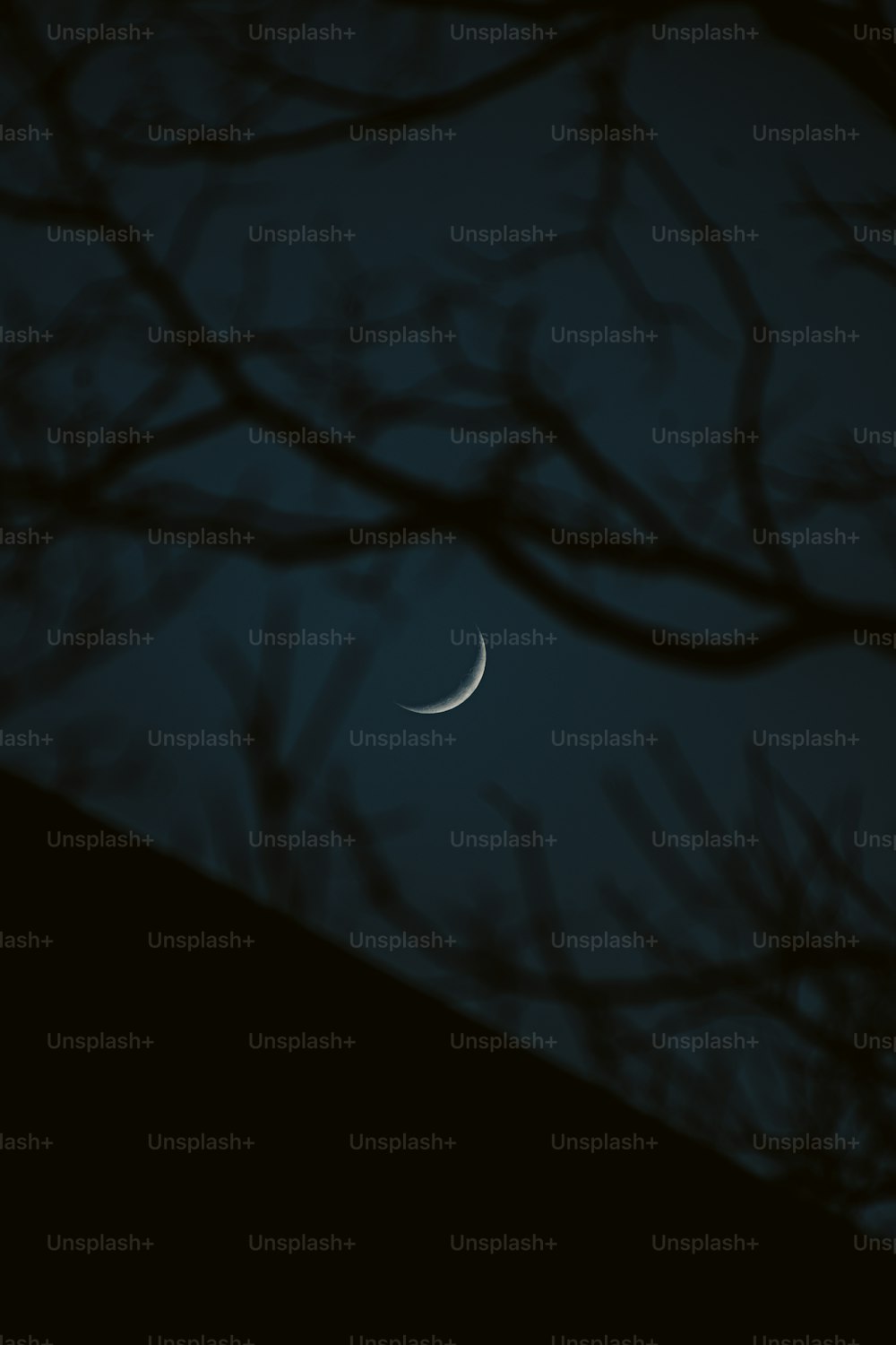 La luna è vista attraverso i rami di un albero