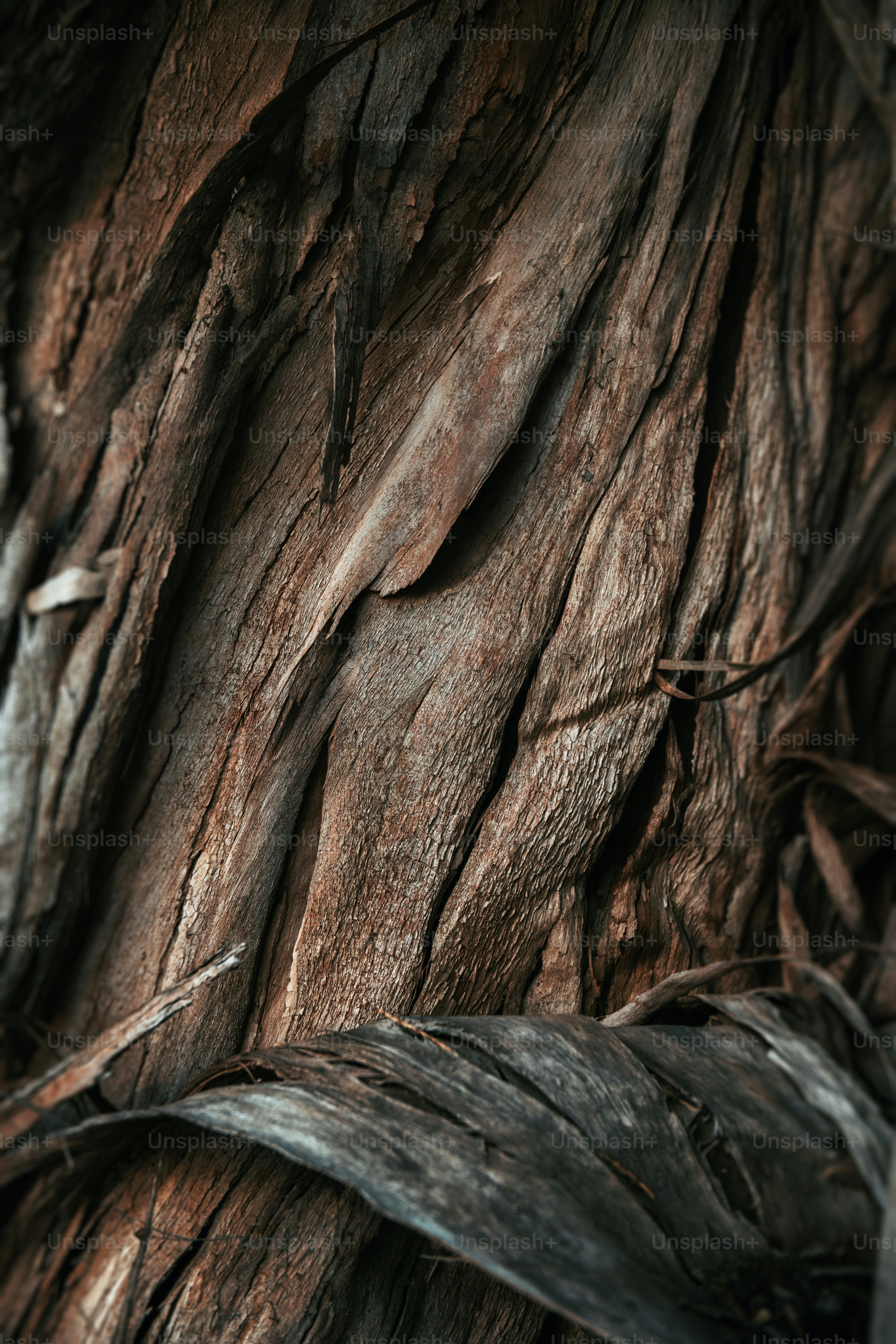 Sandalwood, South Australia