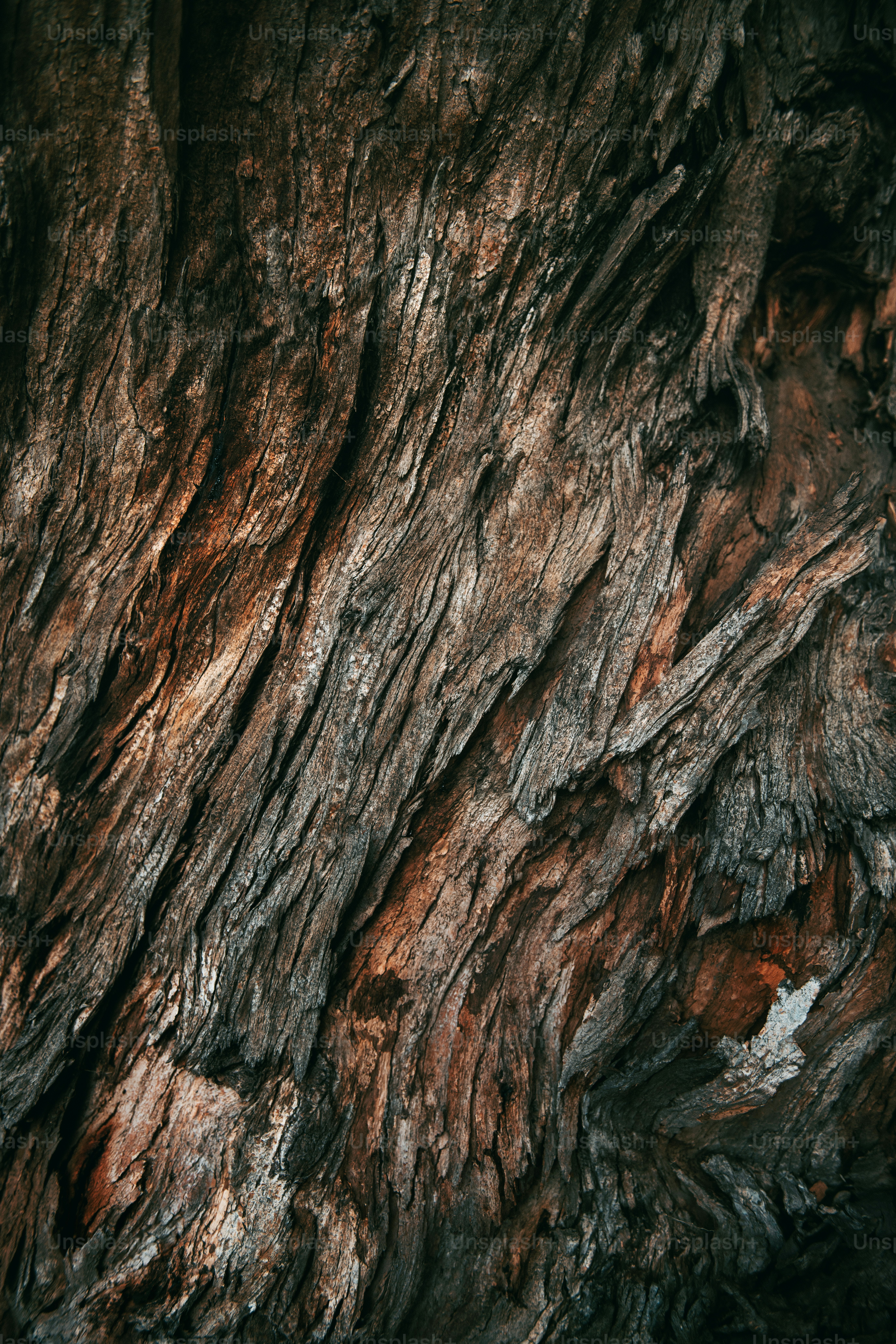 Close up tree bark texture