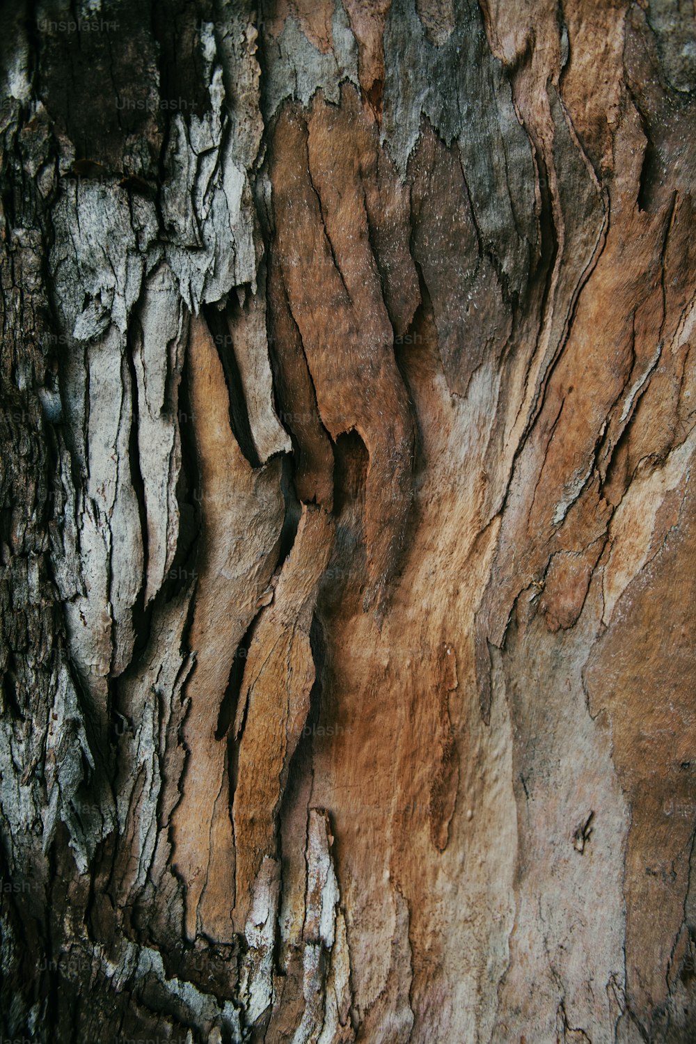 a close up of the bark of a tree