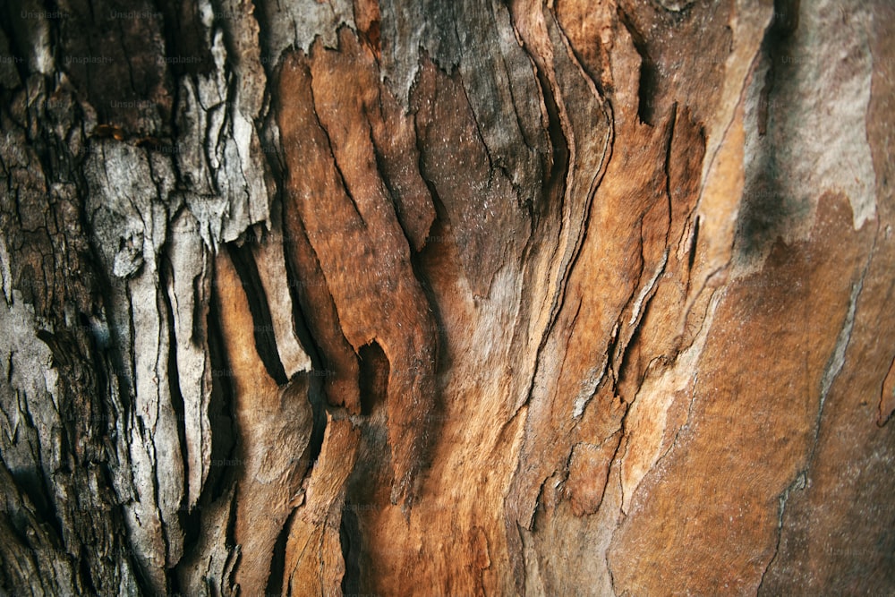 Un primer plano de la corteza de un árbol