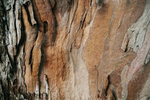 a close up of the bark of a tree