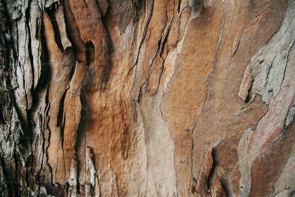 a close up of the bark of a tree