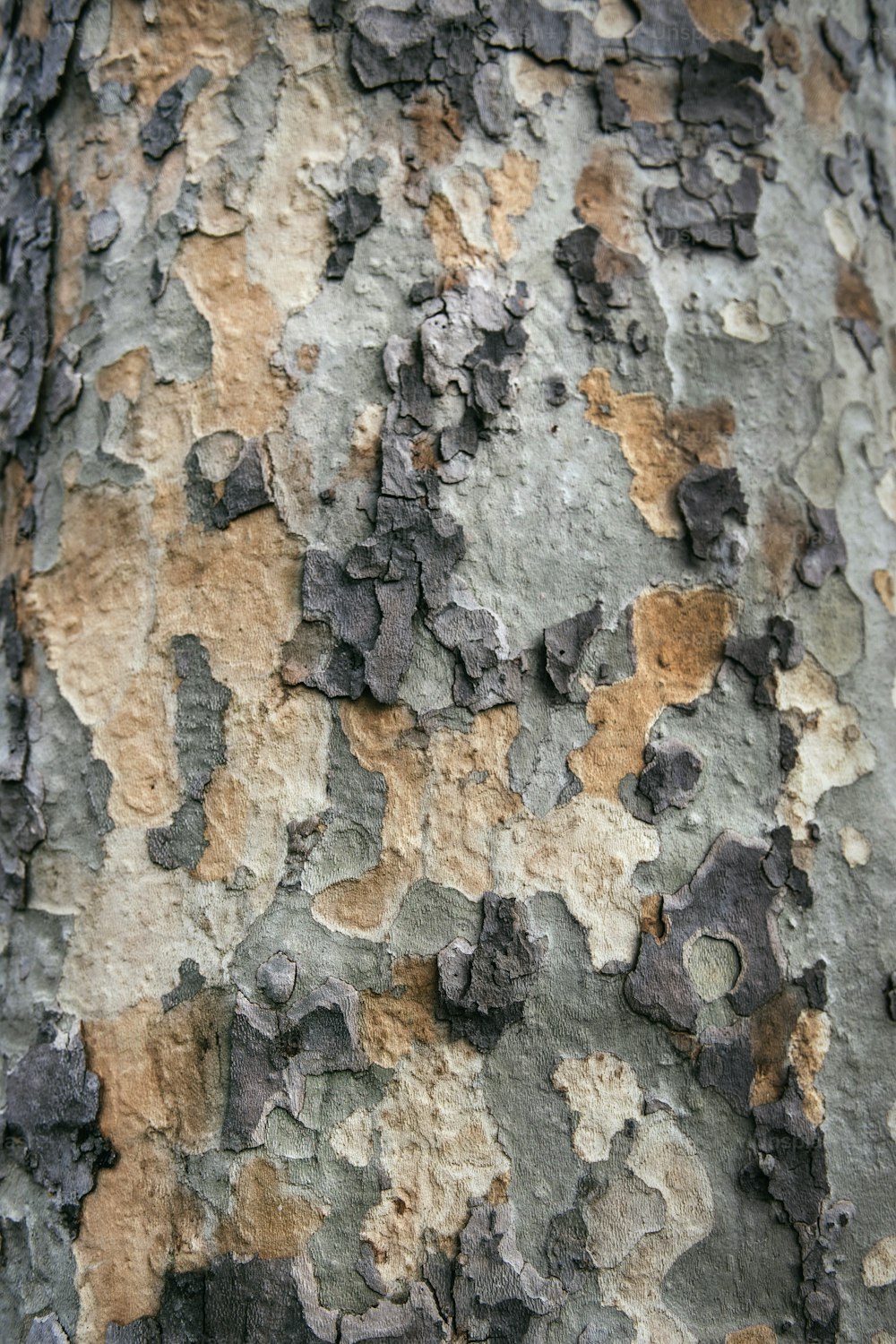 a close up of the bark of a tree