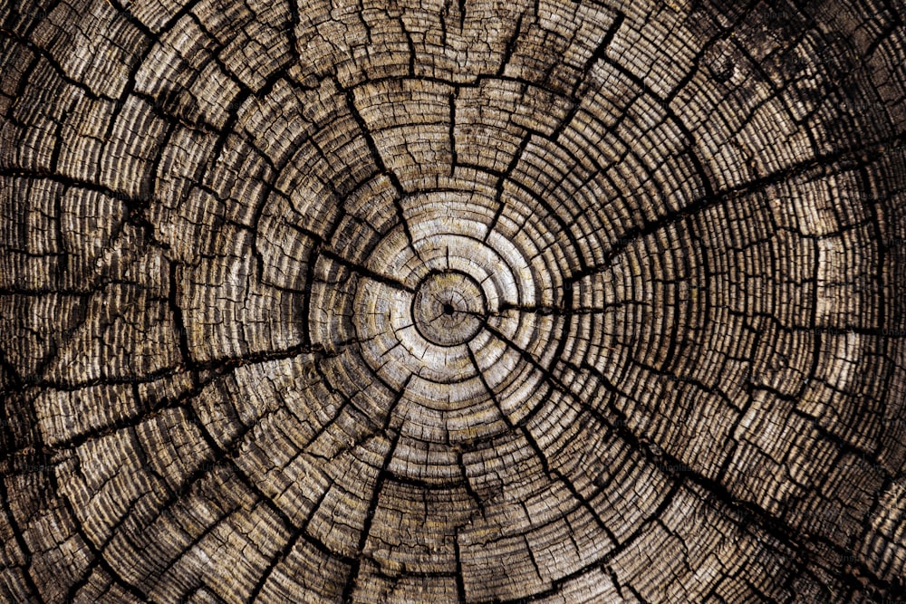 a close up view of a tree trunk