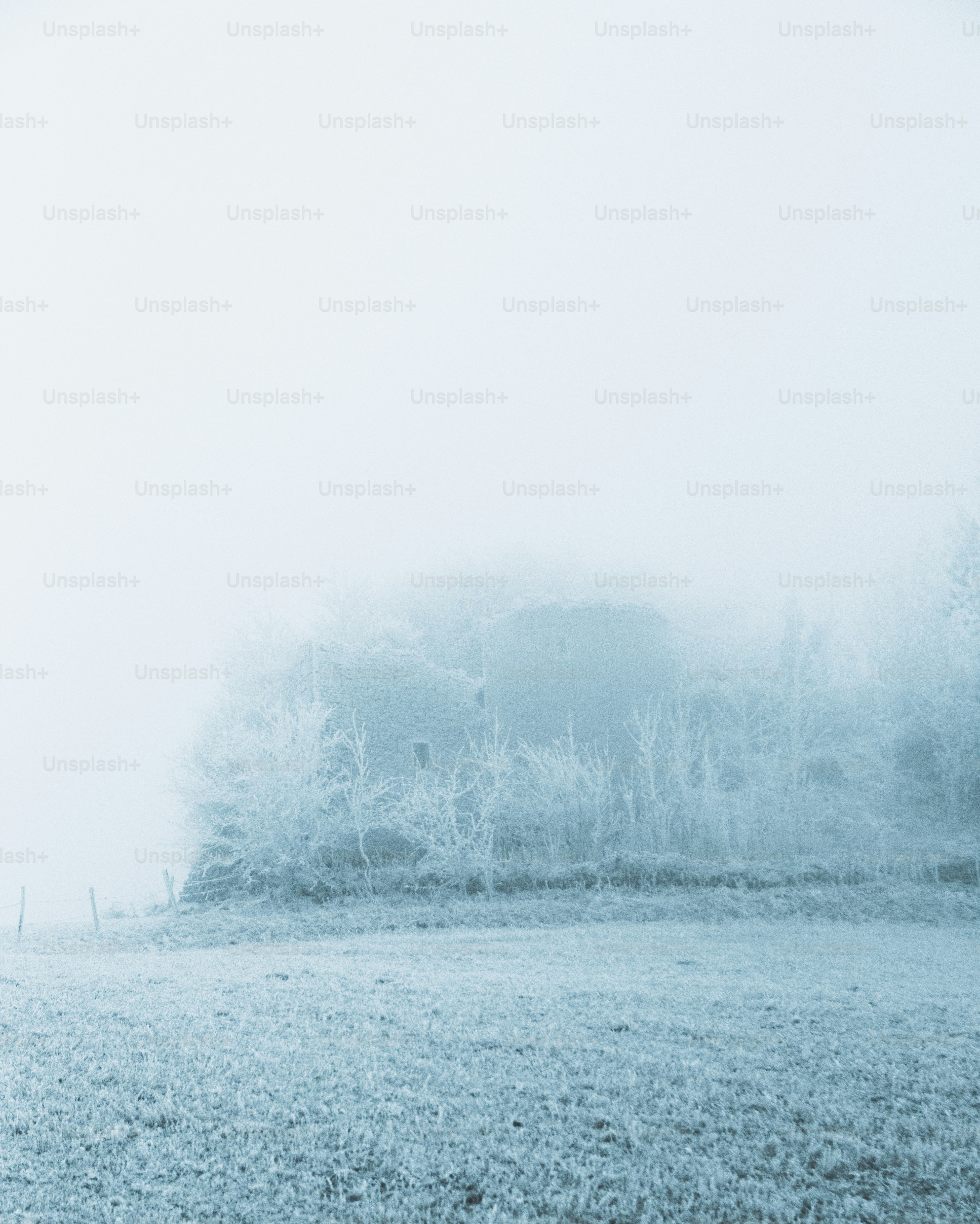 Ein Pferd, das auf einem nebligen Feld steht