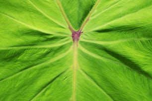 a close up of a large green leaf