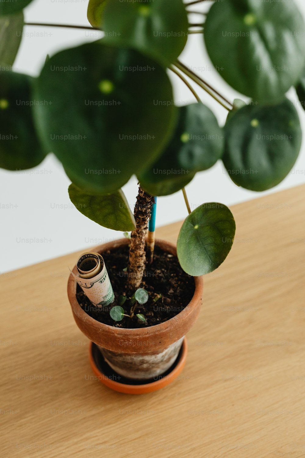 eine Topfpflanze, die auf einem Holztisch sitzt