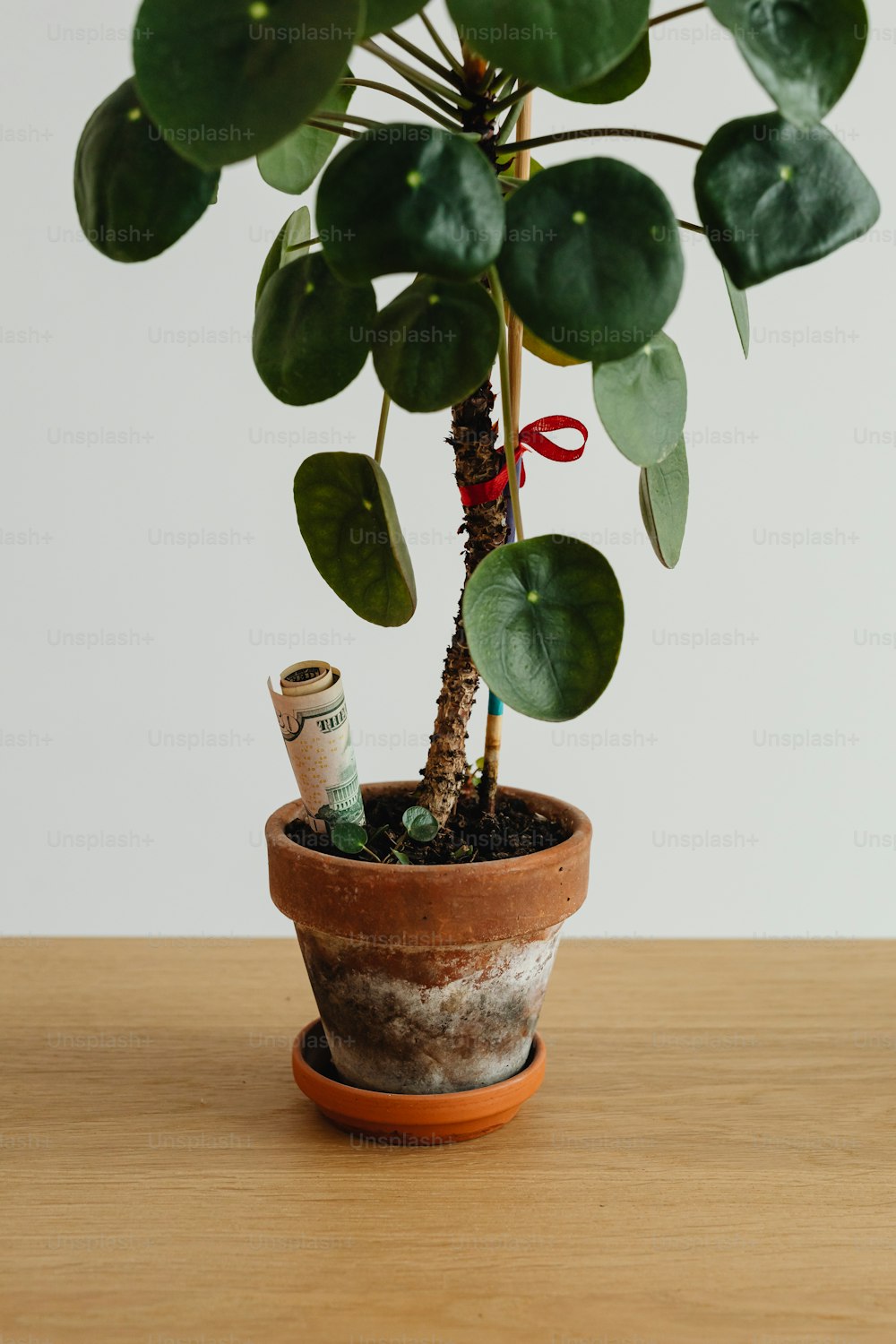 una pianta in vaso seduta sopra un tavolo di legno