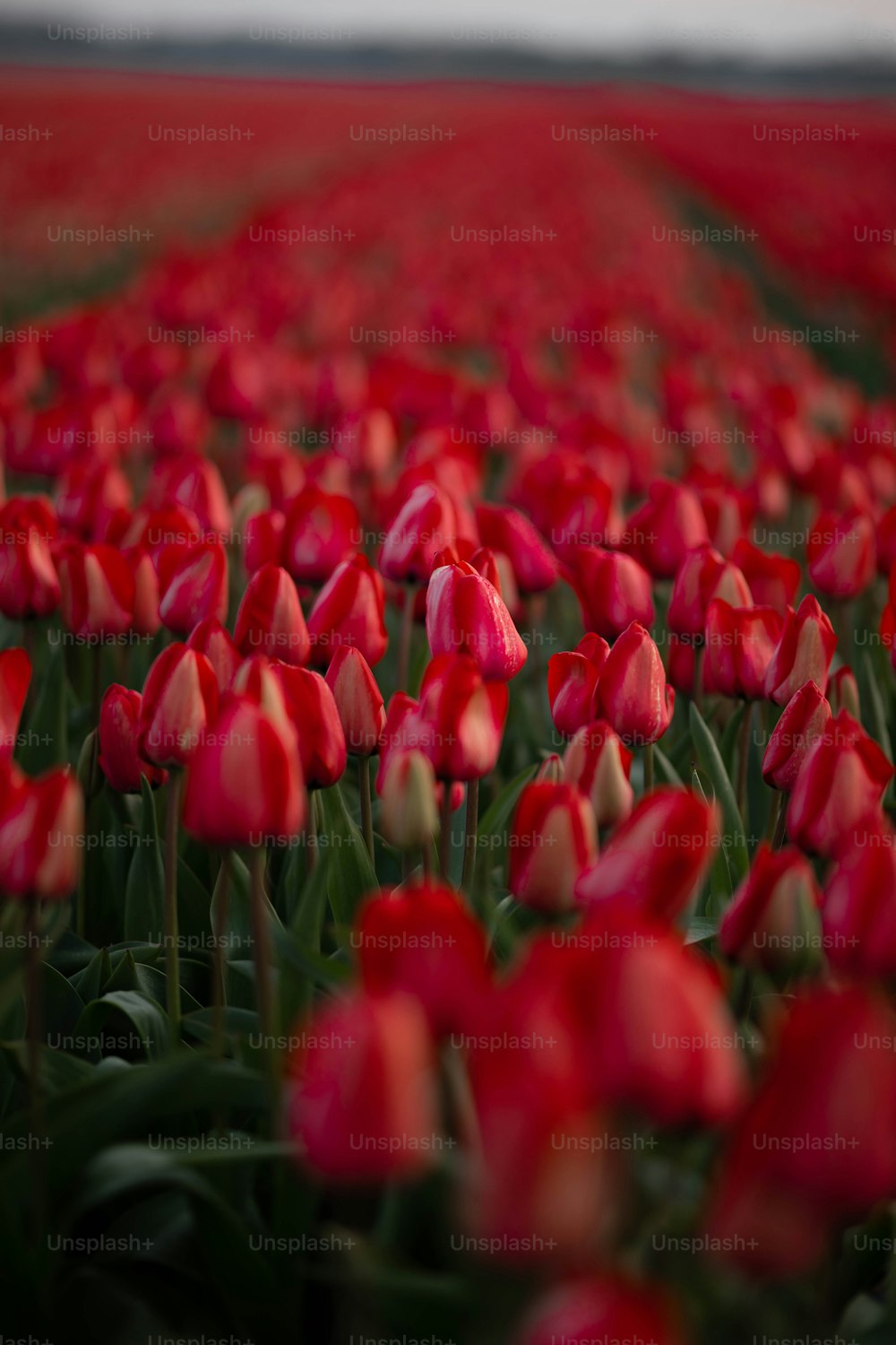 a field full of red tulips with a sky background