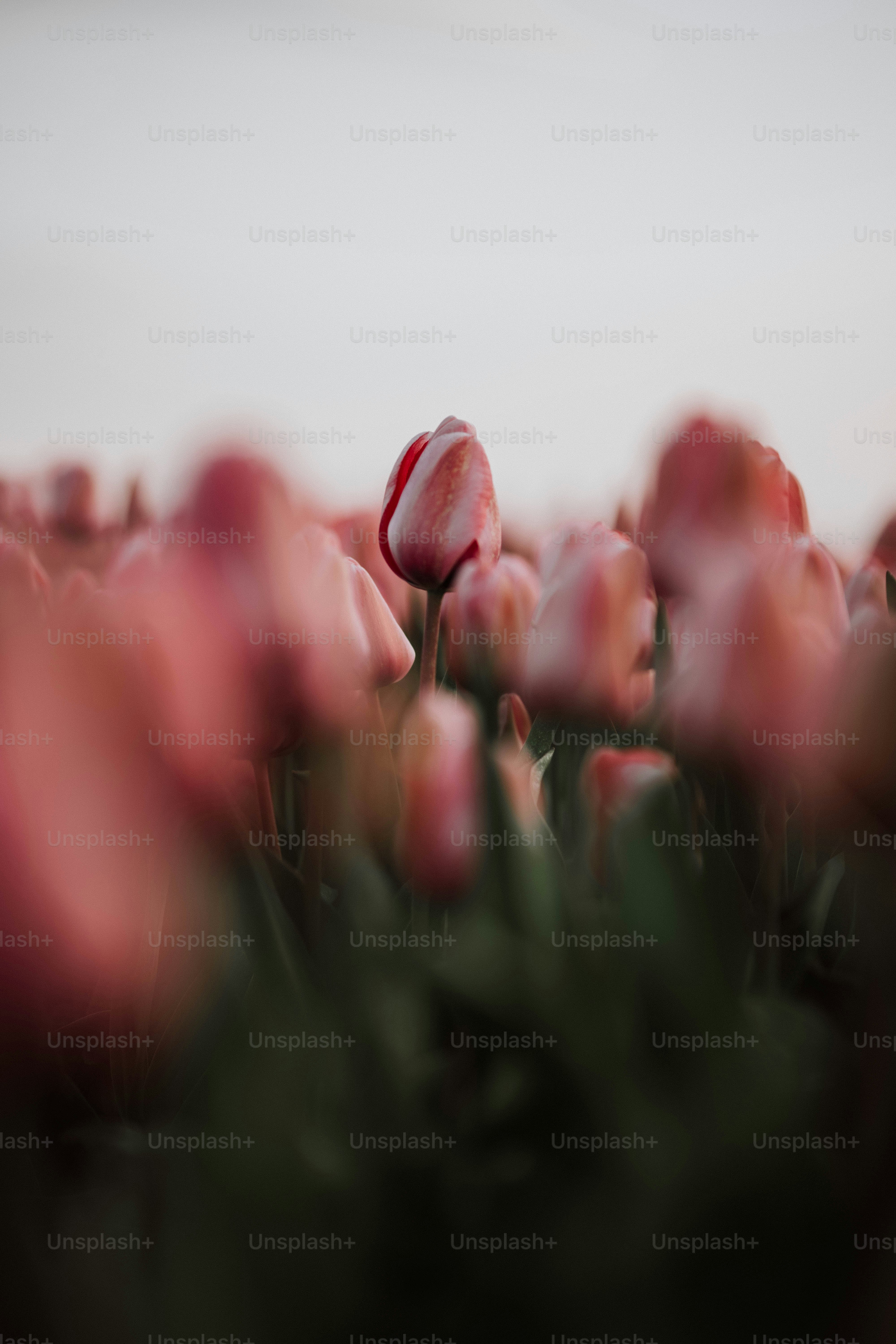 a close up of a bunch of pink flowers