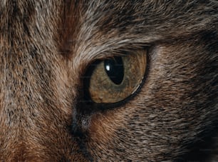 a close up of a cat's brown and black fur