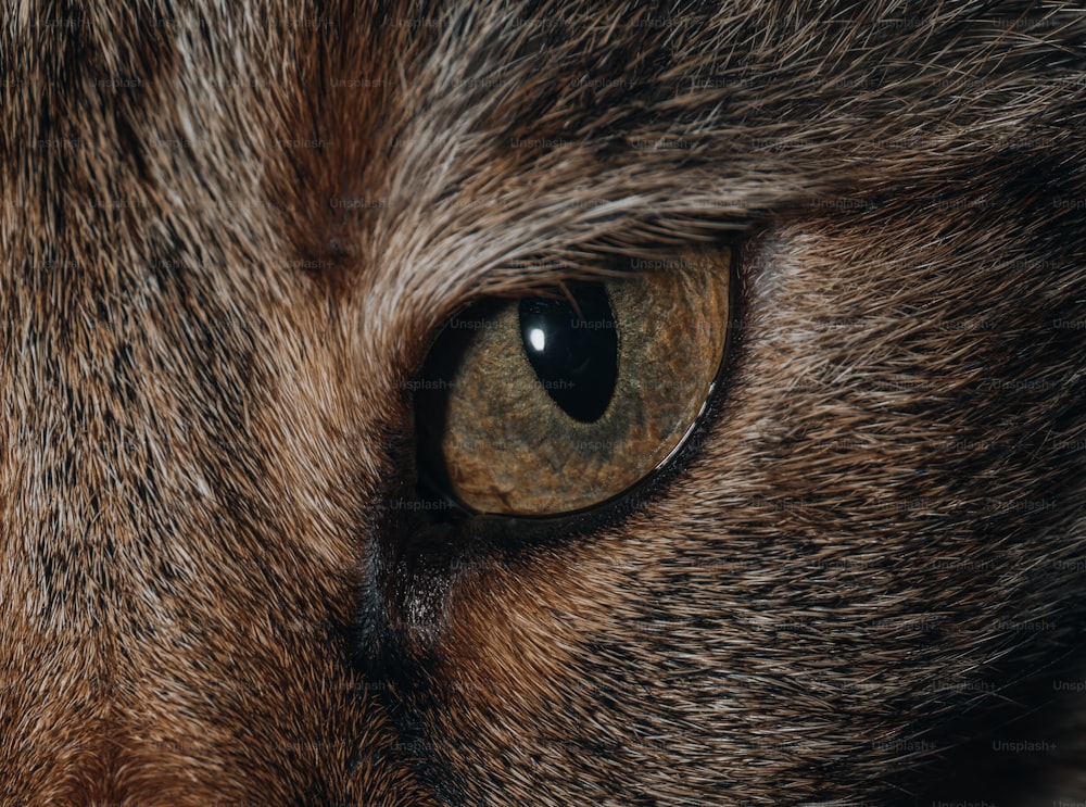 a close up of a cat's brown and black fur