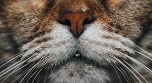 a close up of a cat's face with a blurry background