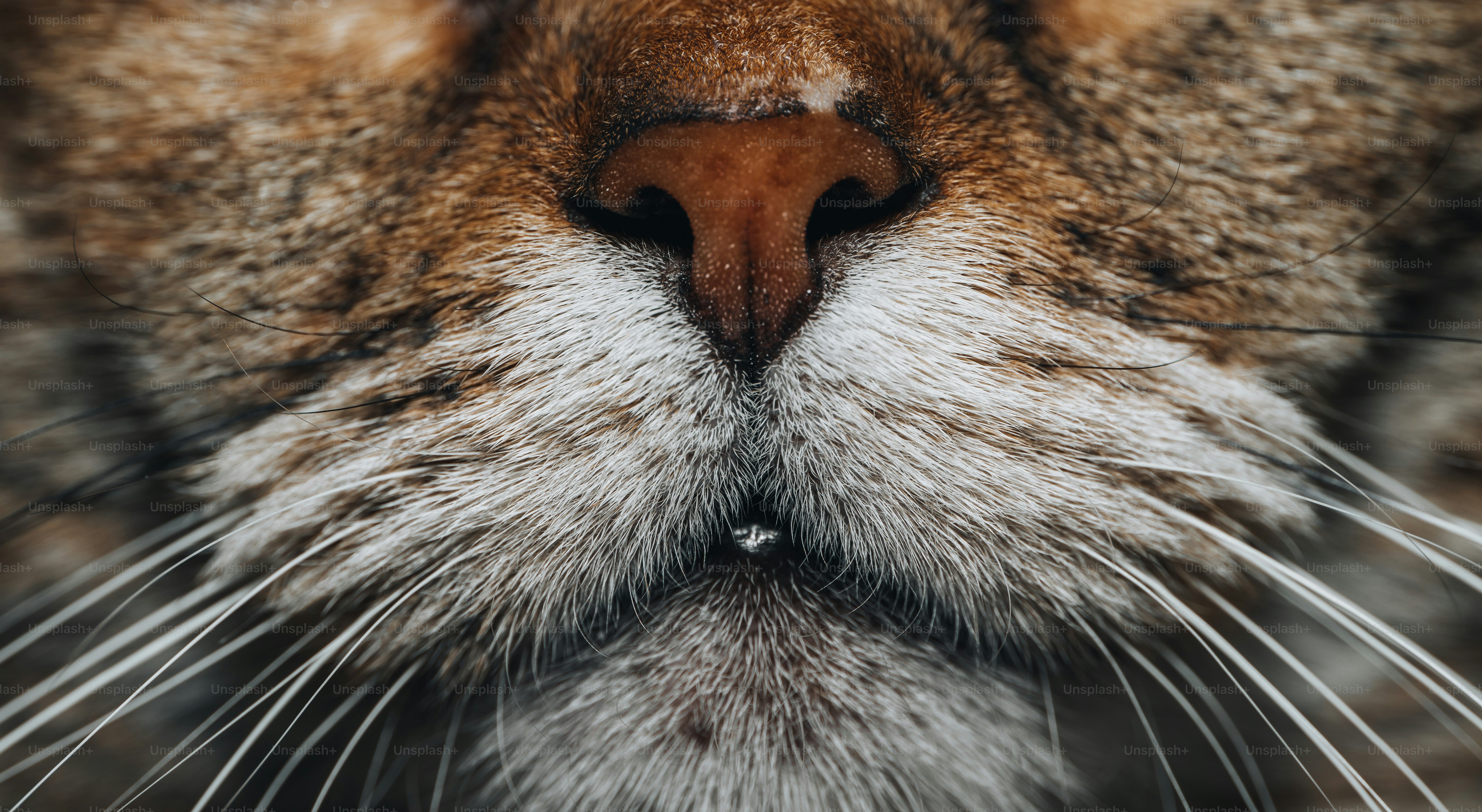 a close up of a cat's face with a blurry background