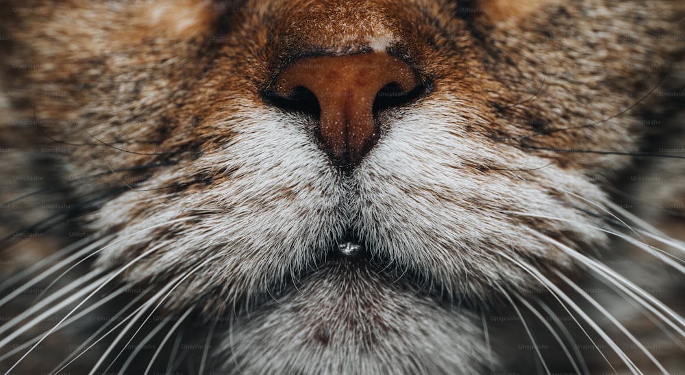 a close up of a cat's face with a blurry background