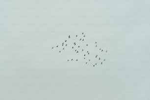 Una bandada de pájaros volando en el cielo
