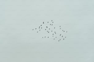 a flock of birds flying in the sky