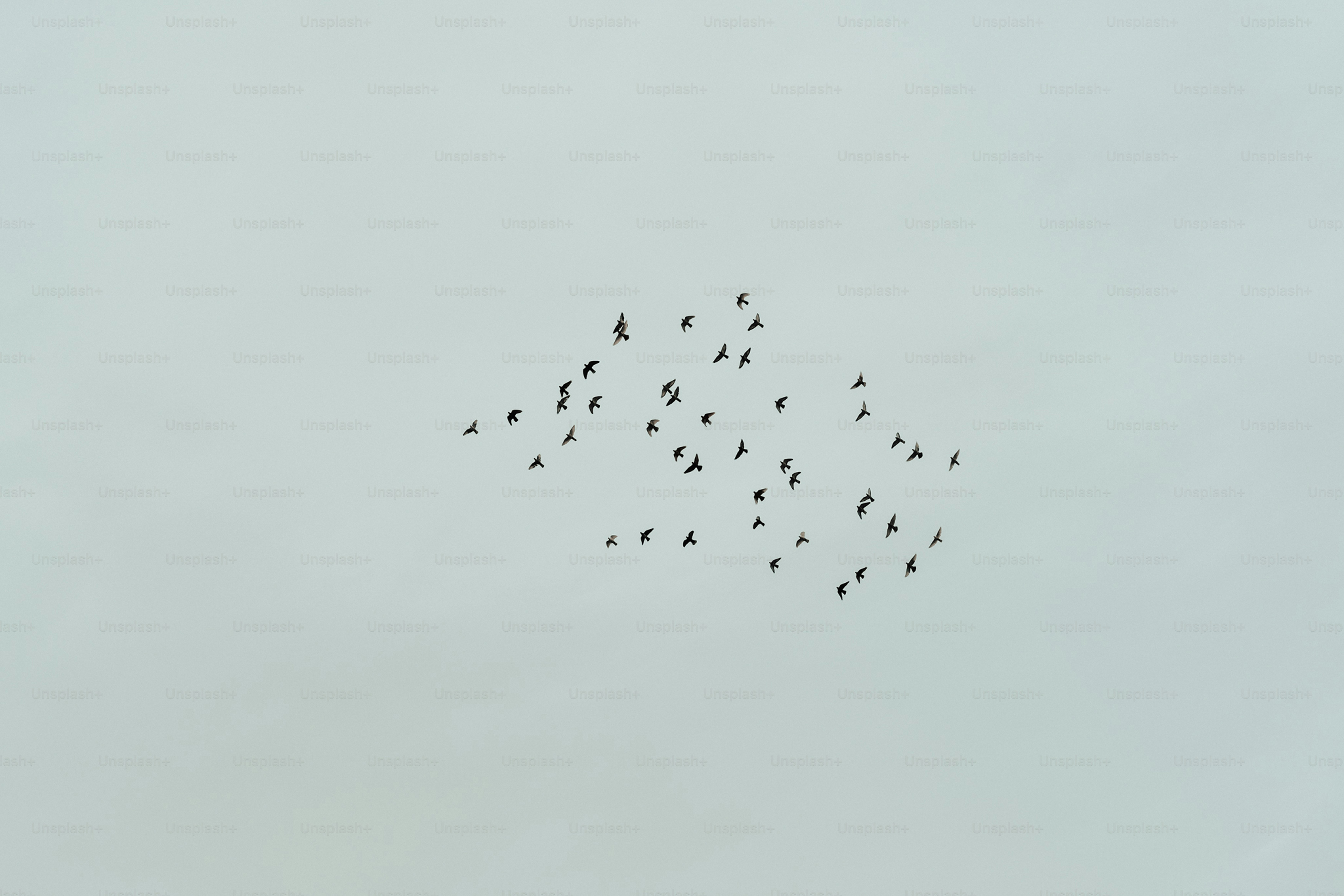 a flock of birds flying in the sky