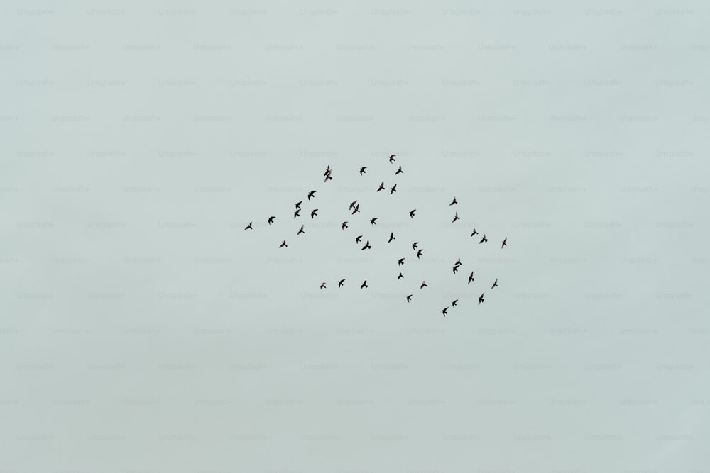 a flock of birds flying in the sky