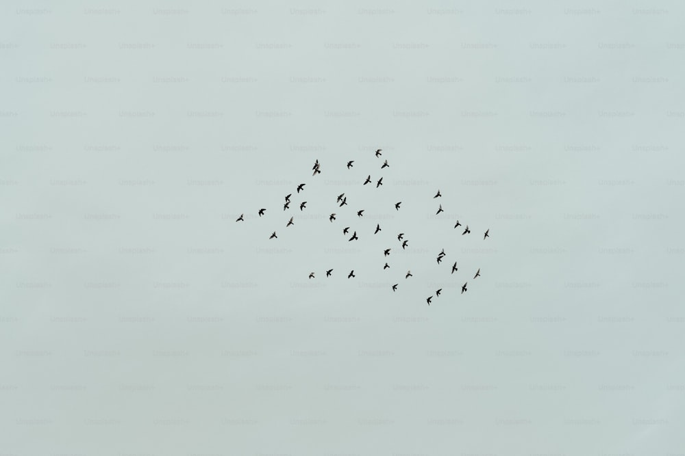 Une volée d’oiseaux volant dans le ciel