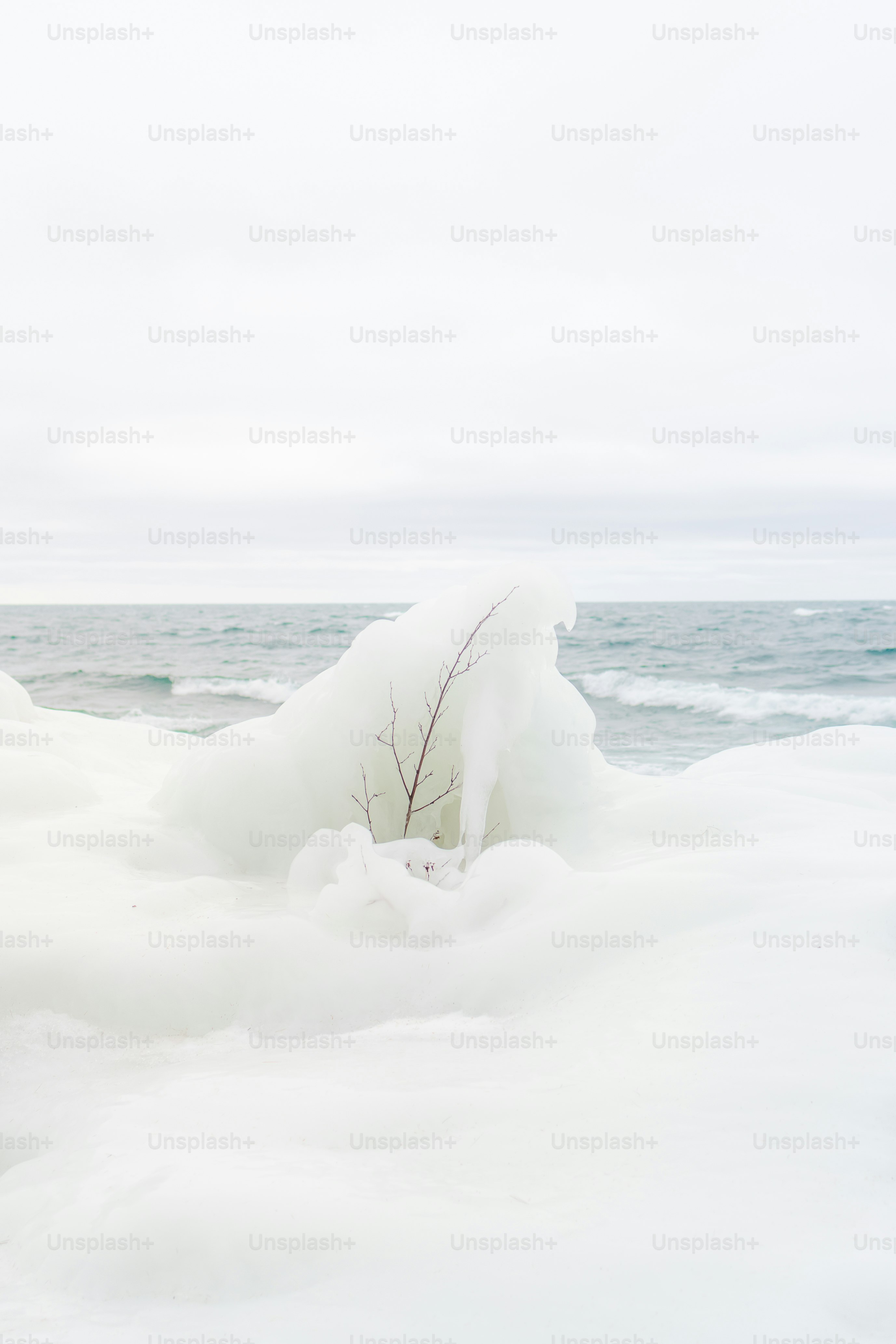a tree branch sticking out of the snow