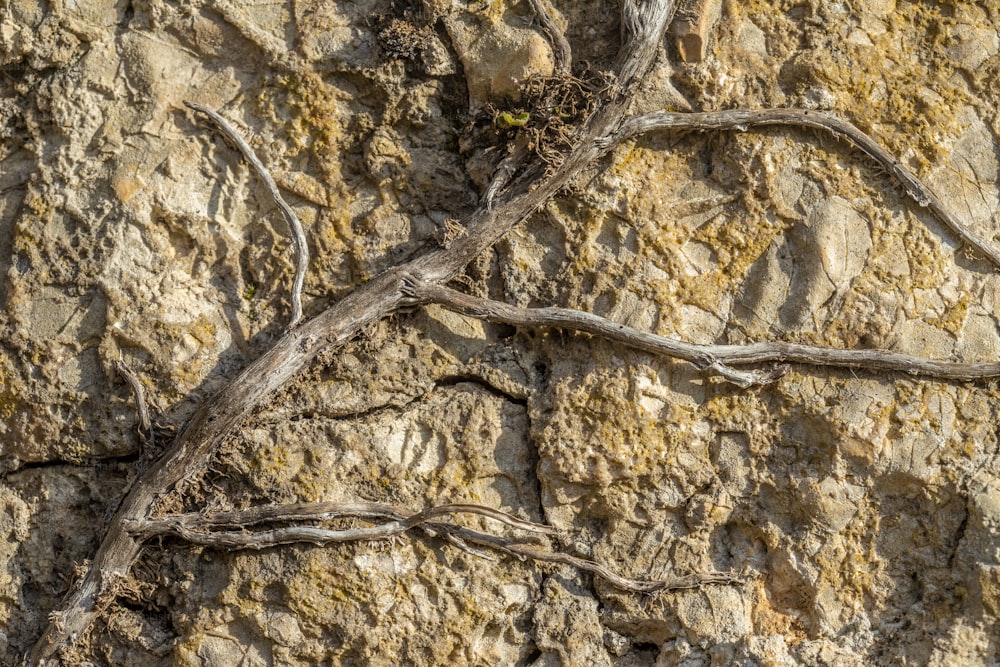 Un primer plano de una pared de roca con enredaderas que crecen en ella