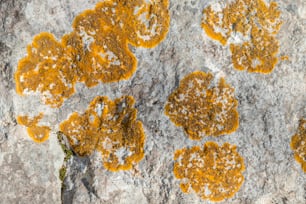 Eine Gruppe gelber Flechten auf einem Felsen