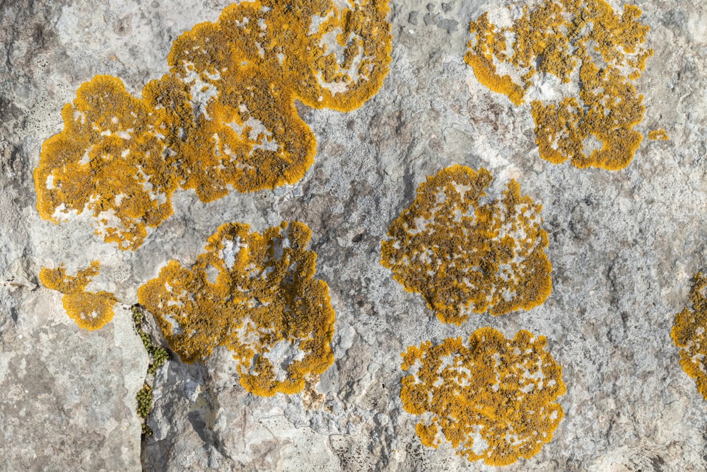 a group of yellow lichens on a rock