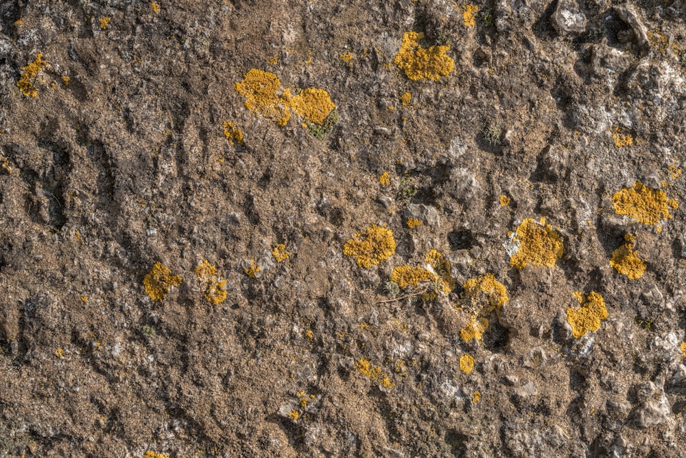 un primo piano di una roccia con muschio giallo che cresce su di esso
