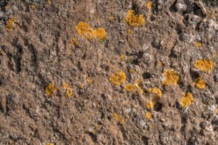 a close up of a rock with yellow moss growing on it