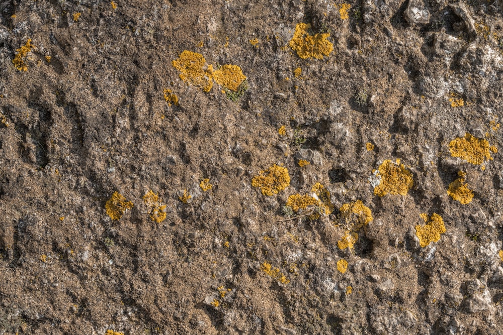 a close up of a rock with yellow moss growing on it