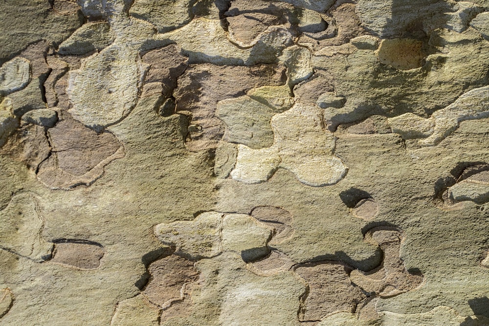 Un primer plano de una roca con un patrón en ella