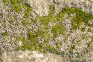 岩壁の側面に生��えている苔