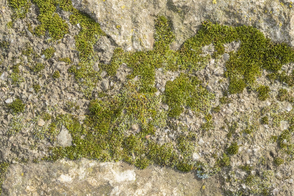 moss growing on the side of a rock wall
