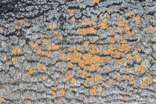 um close up de um tronco de árvore com musgo amarelo crescendo sobre ele