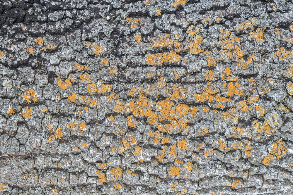 un gros plan d’un tronc d’arbre avec de la mousse jaune qui pousse dessus