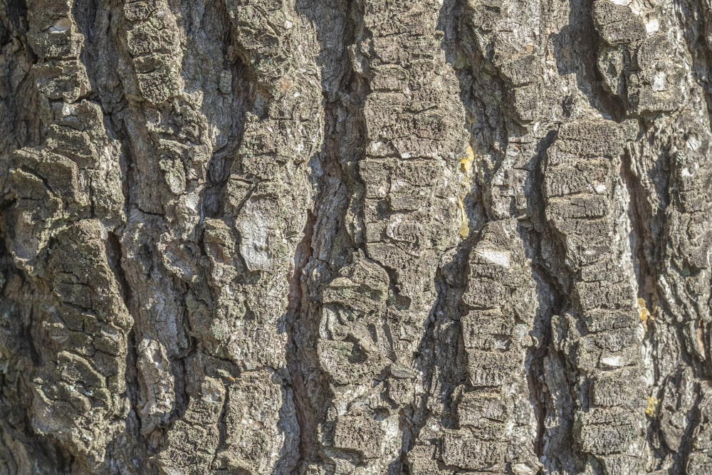 a close up of the bark of a tree