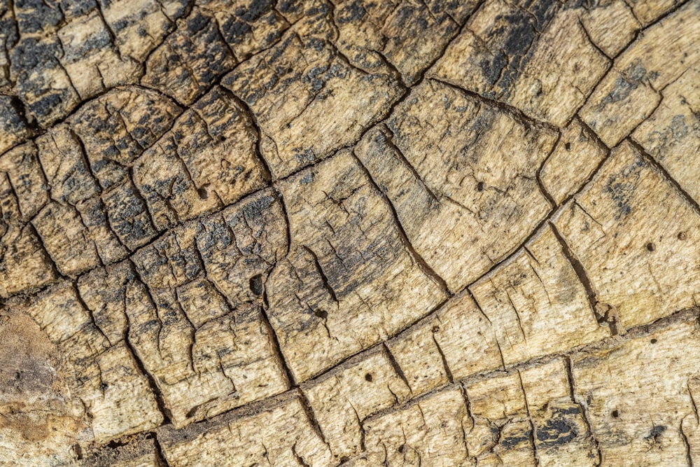 un pezzo di legno tagliato a metà