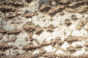 a bird is perched on a rock wall