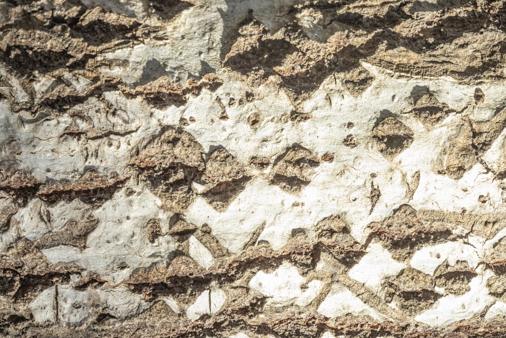 Un uccello è appollaiato su una parete rocciosa