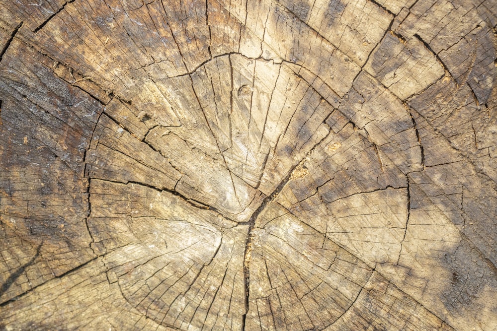 Un primer plano del tronco de un árbol que muestra la sección transversal