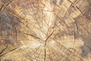 a close up of a tree trunk showing the cross section