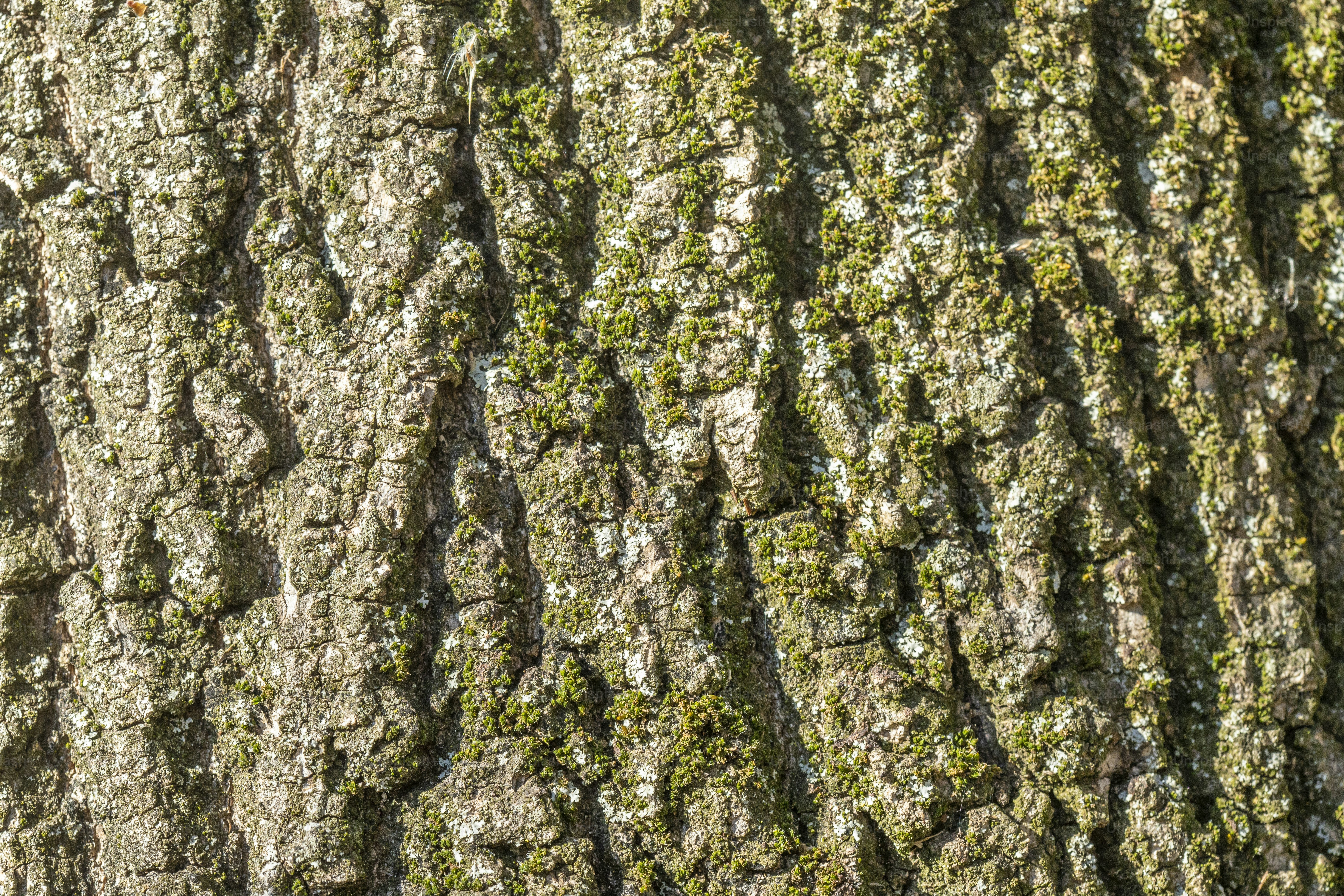 Texture Tree Pictures | Download Free Images on Unsplash