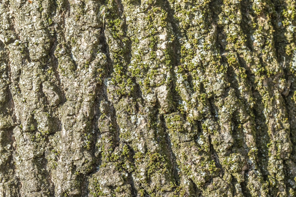 Un primer plano de la corteza de un árbol