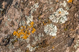 una roccia con licheni e muschio che crescono su di essa