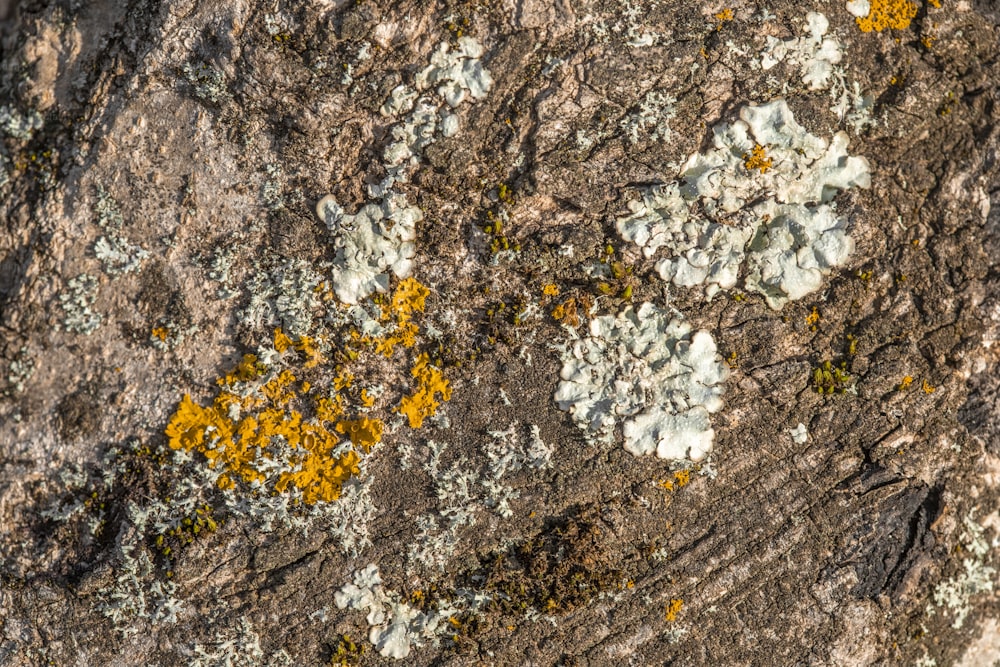 un rocher avec du lichen et de la mousse qui poussent dessus