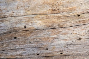 a piece of wood with holes in it