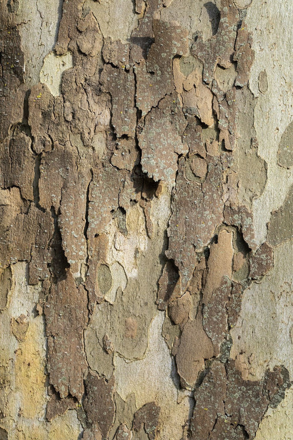 Un primer plano de la corteza de un árbol con pintura marrón y amarilla